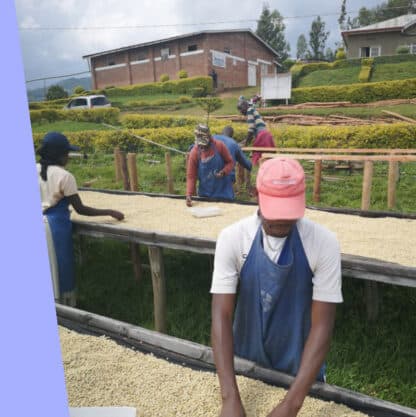 Rafiki Coffee Beans - Image 4